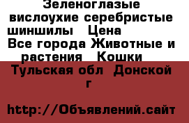 Зеленоглазые вислоухие серебристые шиншилы › Цена ­ 20 000 - Все города Животные и растения » Кошки   . Тульская обл.,Донской г.